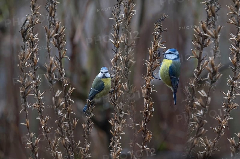 Great tits (Parus major) at the seed head of an evening primrose, Bavaria, Germany