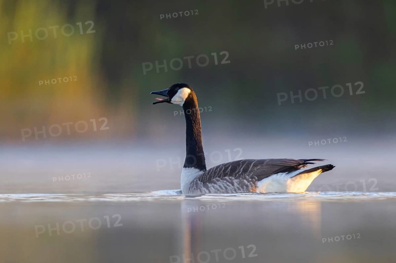 Canada Goose (Branta canadensis) calling, North Rhine-Westphalia, Germany