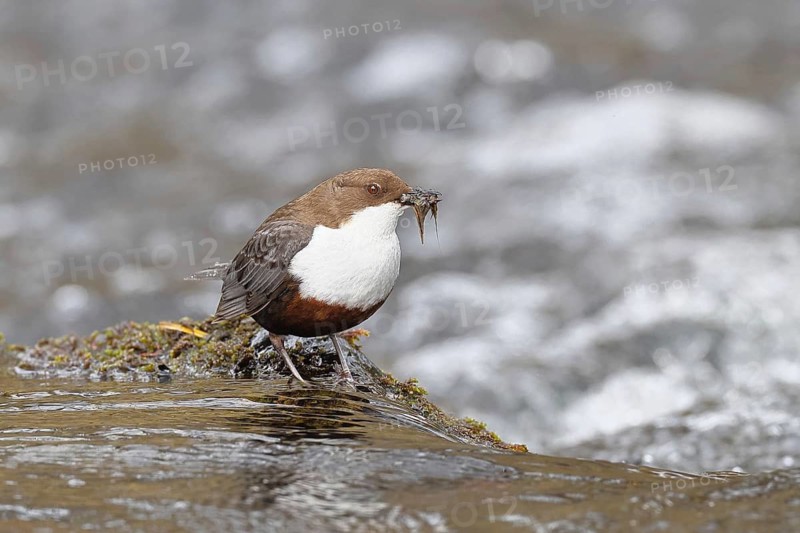 White-throated White-throated Dipper (Cinclus cinclus) standing with prey on a stone in the middle of a stream, the only native songbird that can also dive, wildlife, native nature, Wilnsdorf, North Rhine-Westphalia, Germany