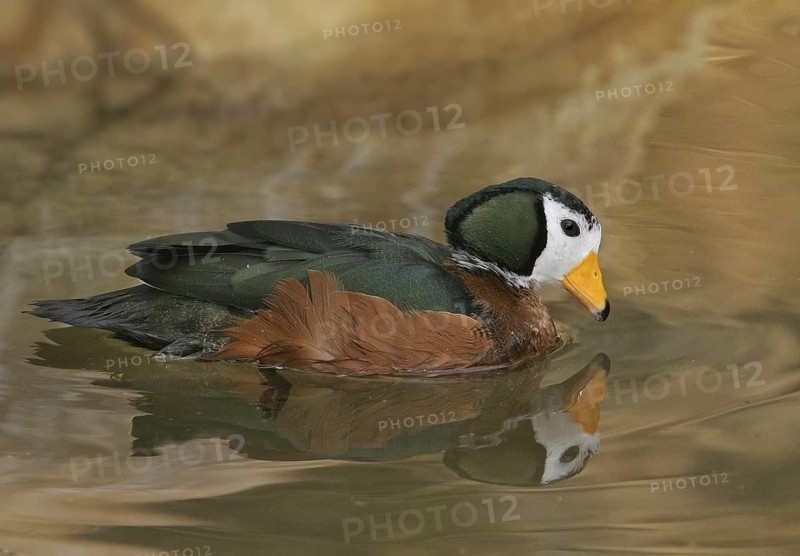 African Pygmy Goose (Nettapus auritus), California, USA