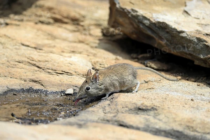Short-eared elephant shrew (Macroscelides probosideus), adult, at the water, drinking, Mountain Zebra National Park, Eastern Cape, South Africa