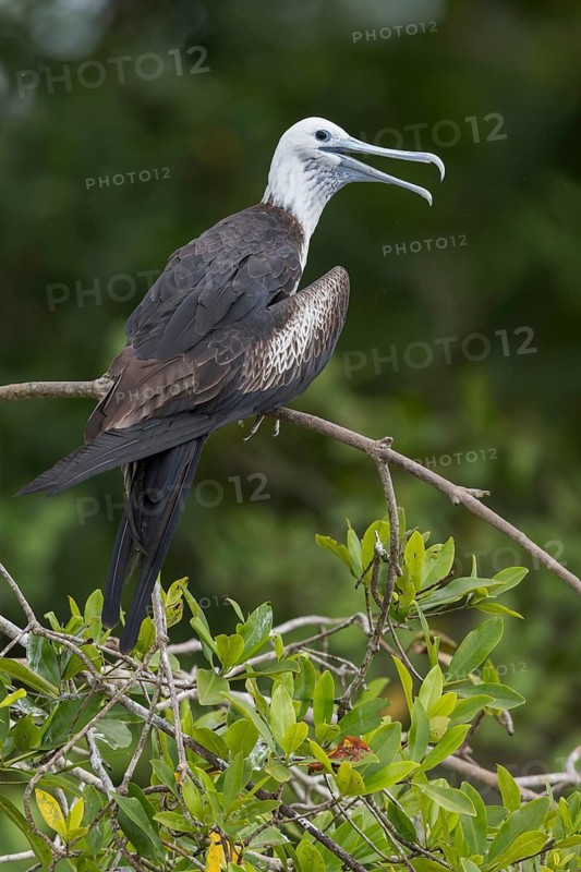 Magnificent Frigatebird (Fregata magnificens) perched on a branch in Costa Rica