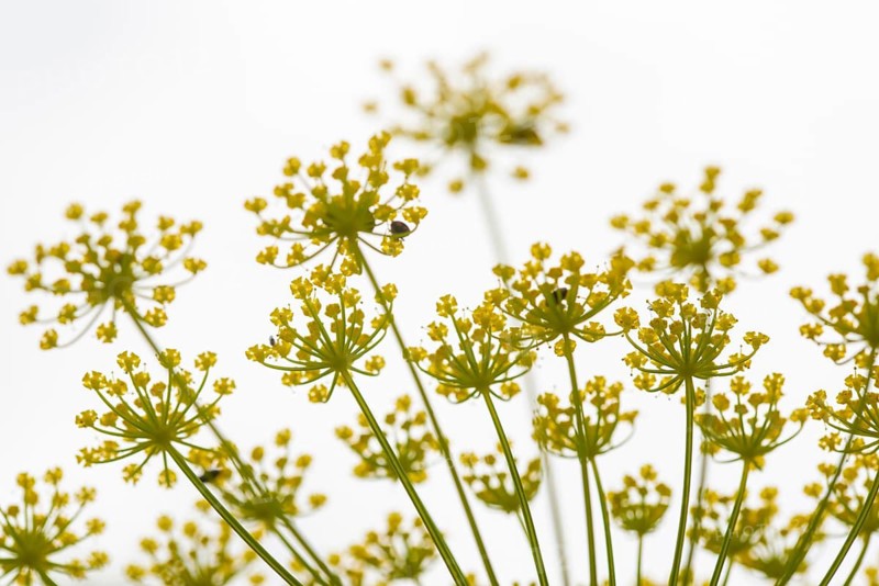 A close up of delicate yellow fennel flowers against a bright, white sky in spring. The intricate pattern and fresh green stems create a striking display of nature beauty