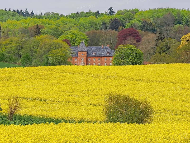 A yellow rapeseed field in front of a manor house surrounded by green forest and trees, Holstenhus, Funen, Denmark