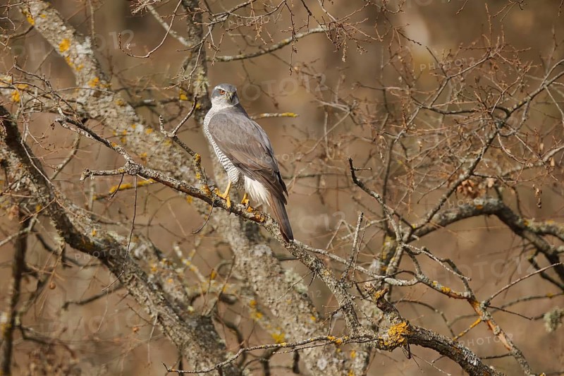 A female Northern Goshawk perches elegantly on a tree branch, showcasing its distinctive striped plumage and keen gaze in a natural setting
