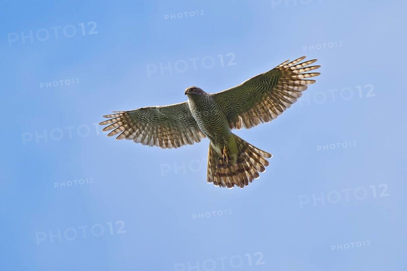 Northern Goshawk (Accipiter gentilis) flying, Hesse, Germany
