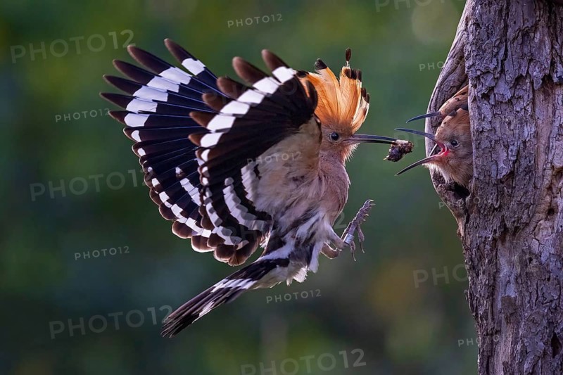 Eurasian Hoopoe (Upupa epops) feeding chicks in breeding cavity, Saxony-Anhalt, Germany