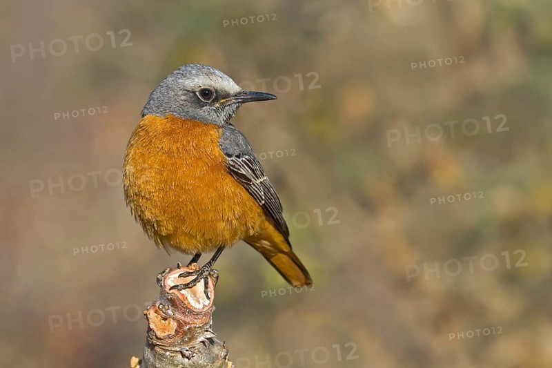 Short-toed Rock Thrush (Monticola brevipes) male, Etosha, Namibia