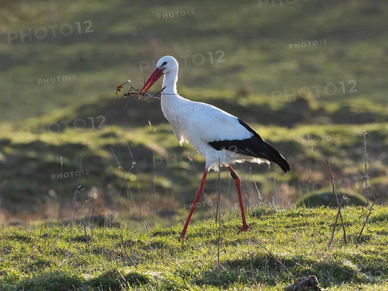 Weißstorch (Ciconia ciconia), Nistplatz, Hessen, Deutschland