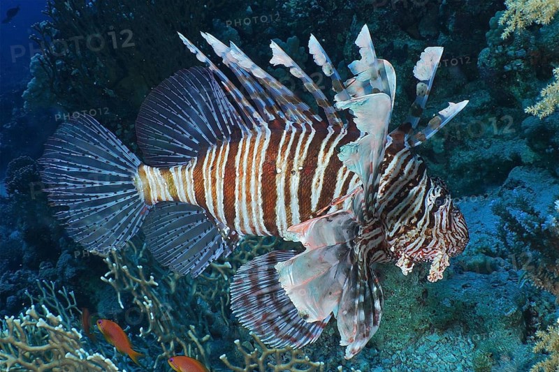 Common lionfish (Pterois miles)