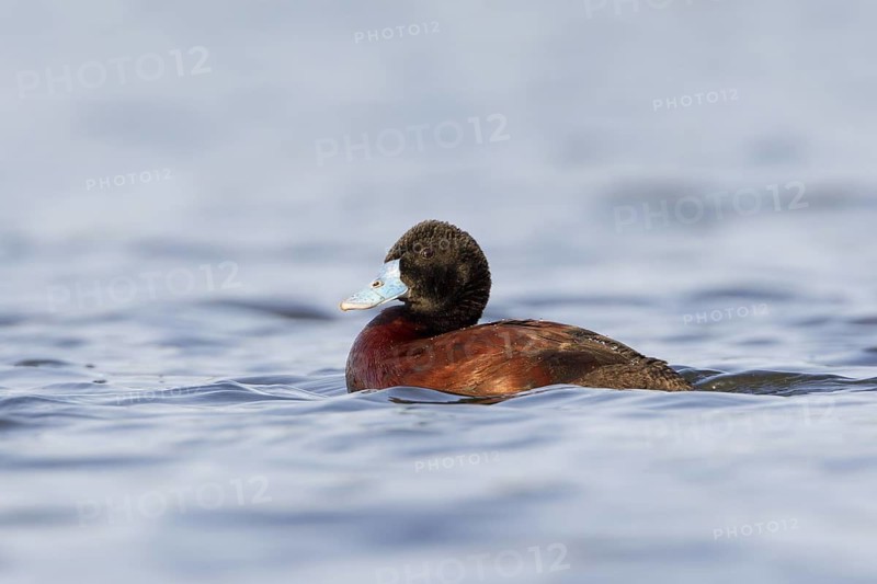 Blue-billed Duck (Oxyura australis) male, Australian Capital Territory, Australia