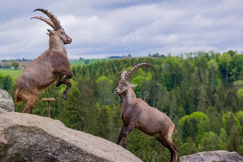 Two young male ibex (Capra ibex) playfight on rocks