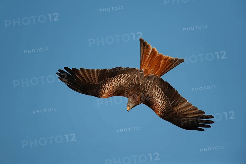 Red kite (Milvus milvus) adult bird of prey raptor diving in flight, Wales, United Kingdom