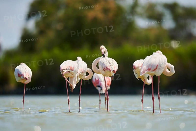 Greater Flamingos (Phoenicopterus roseus) standing in the water, Parc Naturel Regional de Camargue, France