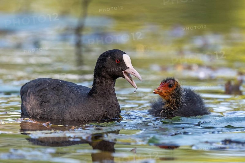 Eurasian burbot (Fulica atra) feeding its chicks. Bas Rhin, Alsace, France