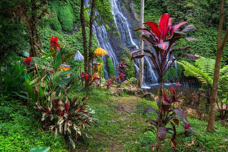 Banyumala twin waterfalls, club lily (Cordyline fructosia), tropical plant, flower, red, waterfall, jungle, rainforest, nature, landscape, Bali, Indonesia