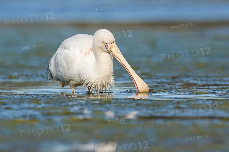 Yellow-billed Spoonbill (Platalea flavipes) foraging, Victoria, Australia