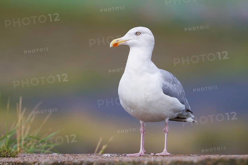 European Herring Gull (Larus argentatus), Schleswig-Holstein, Germany
