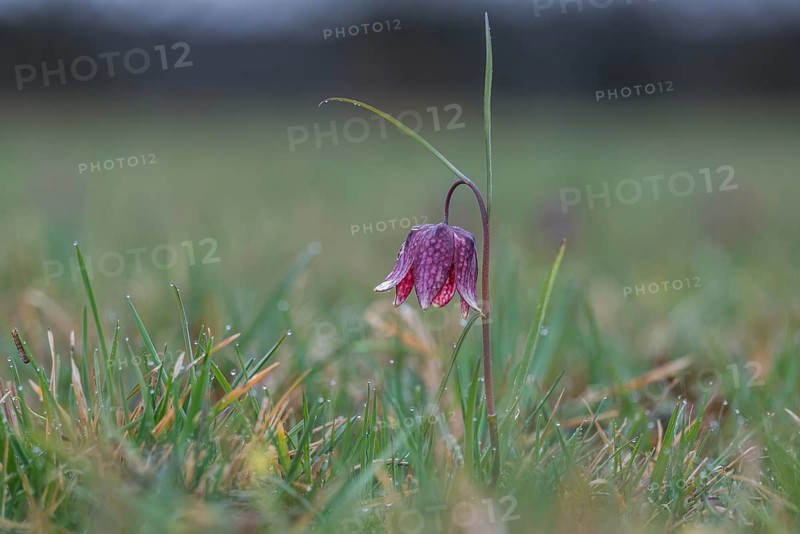Snake's Head Fritillary (Fritillaria meleagris), Styria, Austria