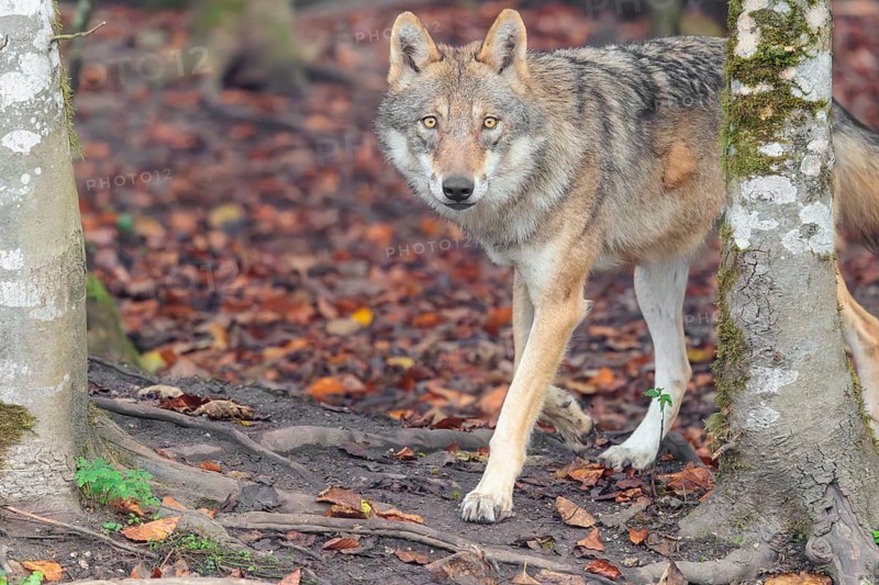 An adult female grey wolf (Canis lupus lupus) stands in the forest on an overcast day