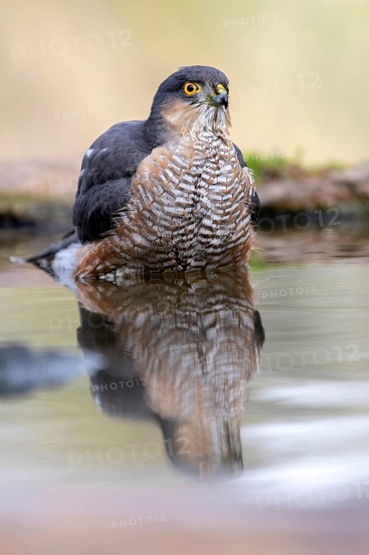 Eurasian Sparrowhawk (Accipiter nisus) male bathing, Madrid, Spain