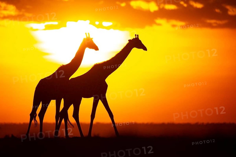 Masai giraffe (Giraffa c. tippelskirchi) Masai Mara Kenya#
