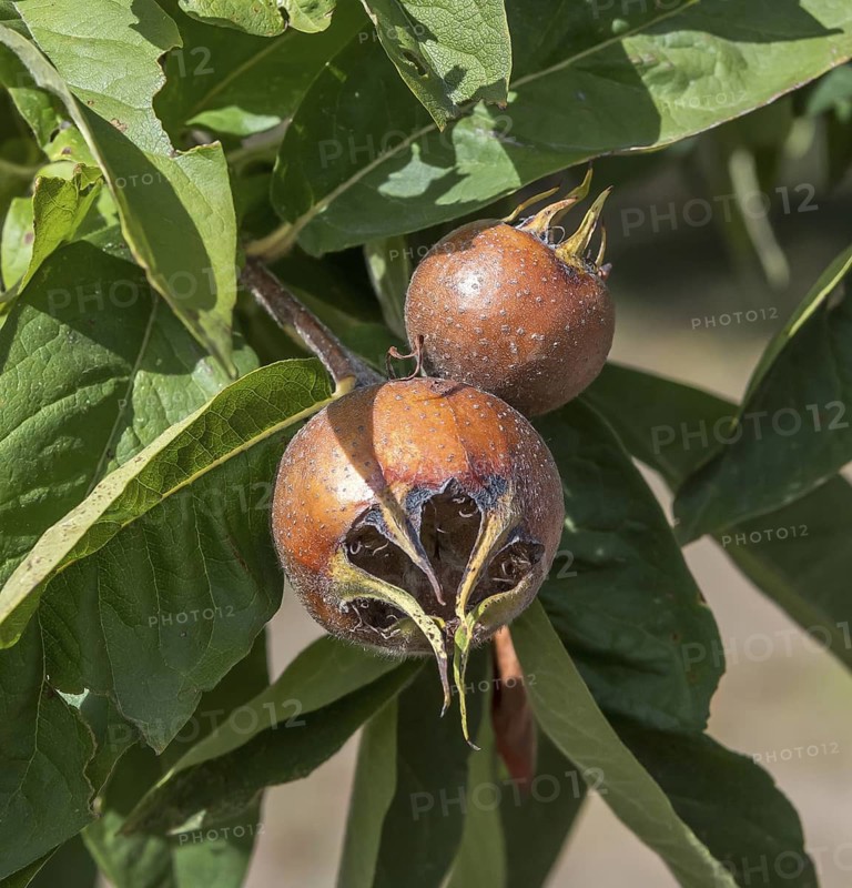 Common medlar (Mespilus germanica 'Macrocarpa'), Bayerische Landesanstalt für W, Germany