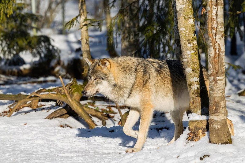 An adult male grey wolf (Canis lupus lupus) walks across the snow-covered meadow at the edge of the forest on a cold, sunny day