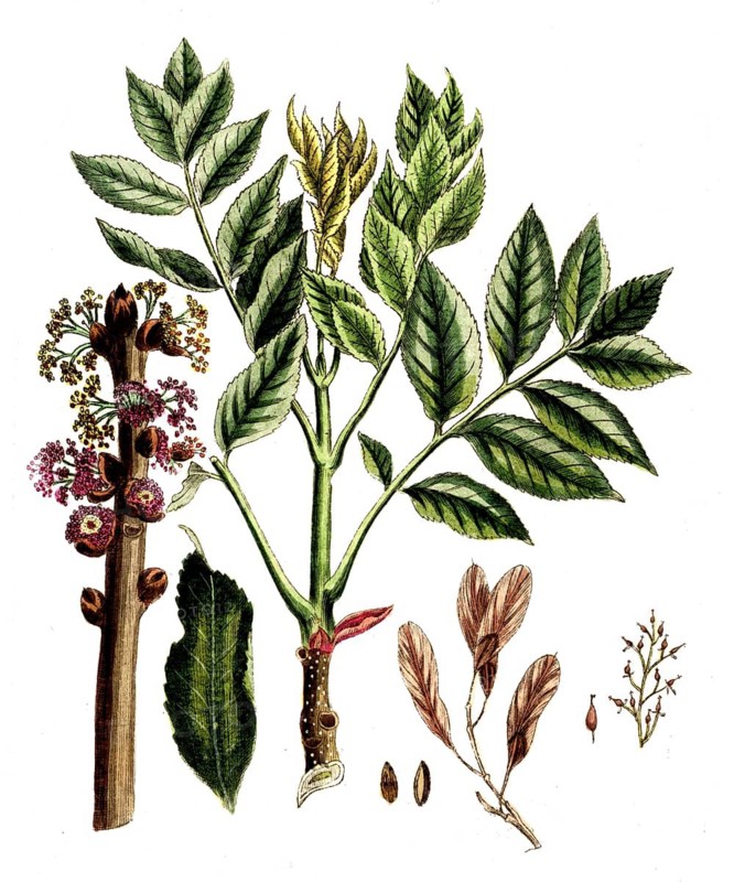 Fraxinius excelsior, European ash, common ash or tall ash, digital reproduction of a historical original, between 1790 and 1810