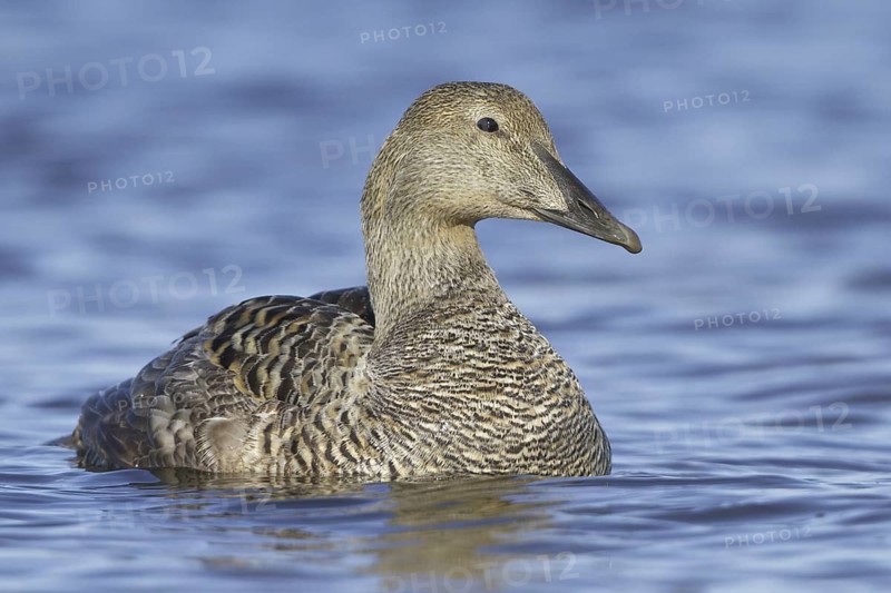 Common Eider (Somateria mollissima) female, Manitoba, Canada