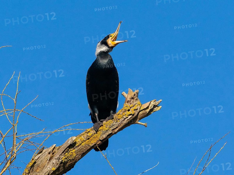 Common Cormorant (Phalacrocorax carbo), adult in breeding plumage, with its beak wide open, to clear its gullet after fishing, Hesse, Germany
