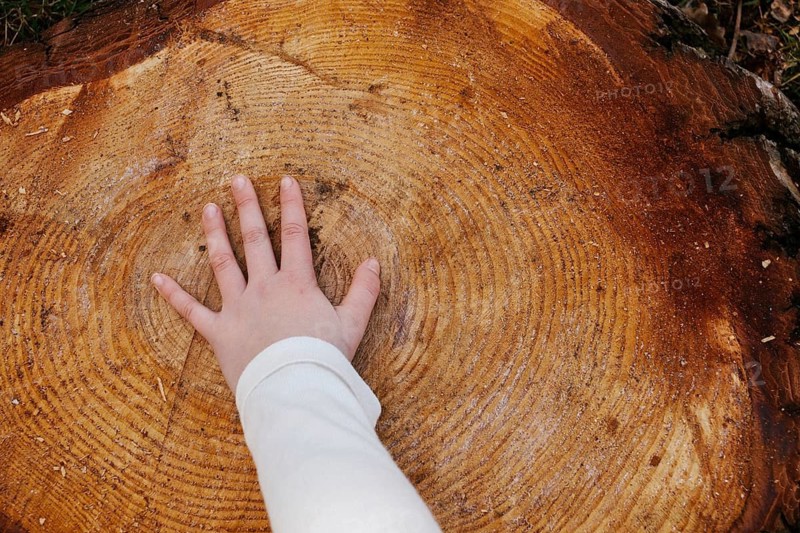A young girl gently places her hand on a large tree trunk, highlighting the contrast between nature and purity. The detailed wood grain radiates from the palm