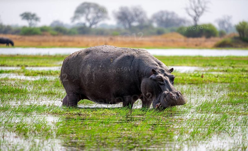 Hippopotamus (Hippopatamus amphibius), grazing in the shallow water of a lake, Okavango Delta, Moremi Game Reserve, Botswana