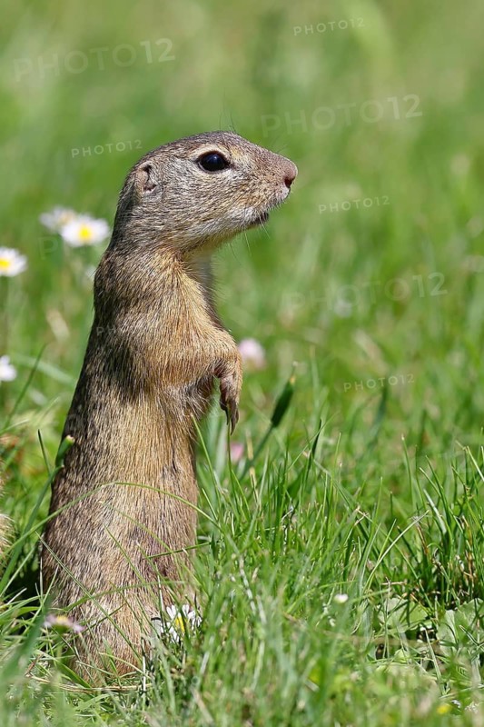 European ground squirrel (Spermophilus citellus) standing upright in a meadow, Burgenland Austria