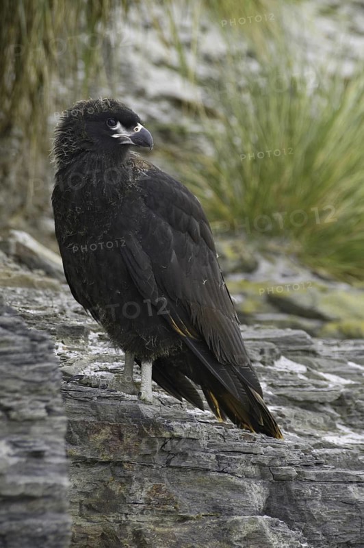 Striated Caracara (Phalcoboenus australis), Falkland Islands