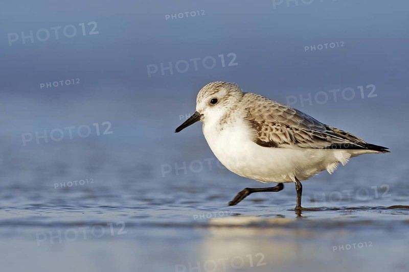 Sanderling (Calidris alba), Donna Nook Nature Reserve Norfolk, United Kingdom