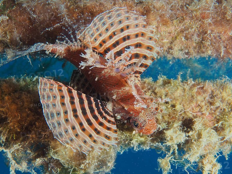 Red Sea Dwarf Lionfish (Dendrochirus hemprichi)