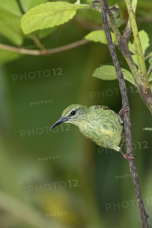 Red-legged Honeycreeper (Cyanerpes cyaneus) female, Costa Rica