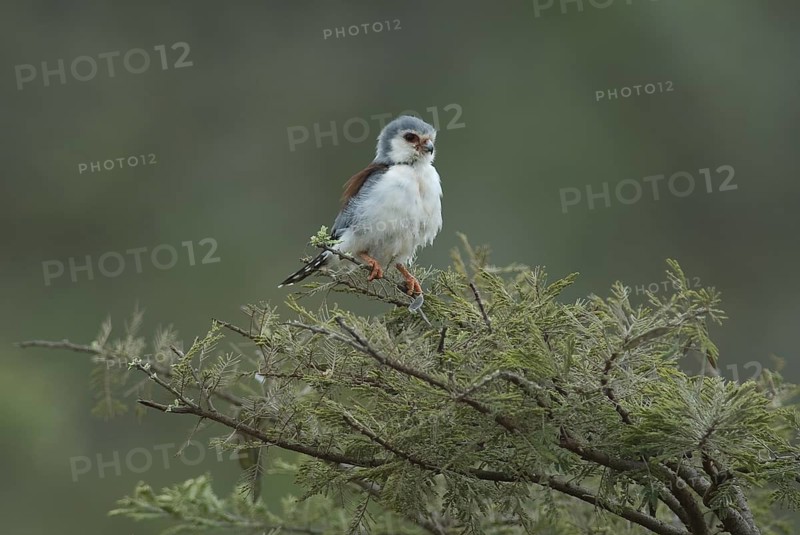 Pygmy Falcon (Polihierax semitorquatus) female, Ethiopia