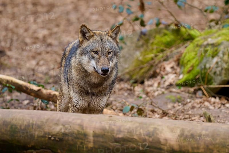 Wolf looking over a tree trunk in the forest, attentively into the distance, Wolf (Canis Lupus), Germany