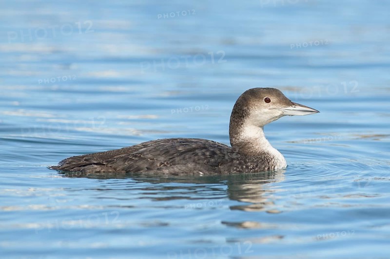 Great Northern Loon (Gavia immer), Alaska, USA