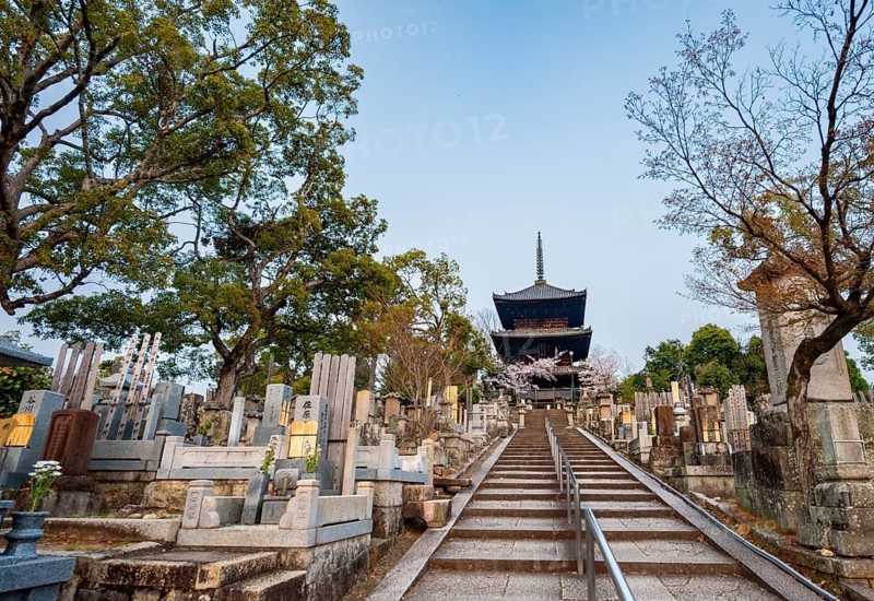 Cemetery and cherry blossom at sunset, stairway to three-story pagoda, Konkai-Komyoji Temple, Kurodanicho, Kyoto, Japan