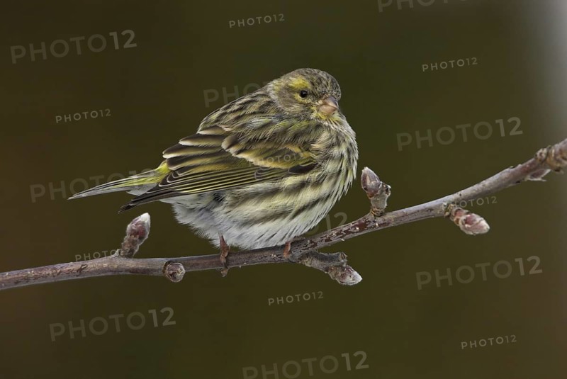 European Serin (Serinus serinus) female, Rhineland-Palatinate, Germany