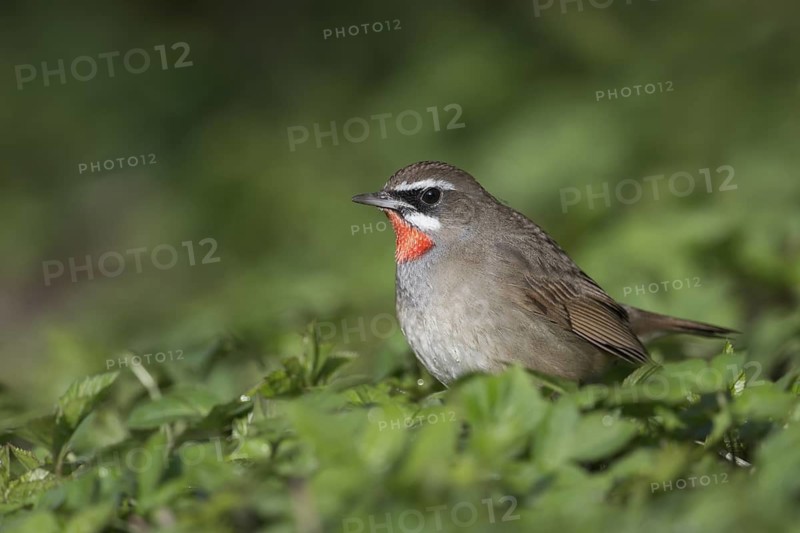 Siberian Rubythroat (Calliope calliope) male, Netherlands