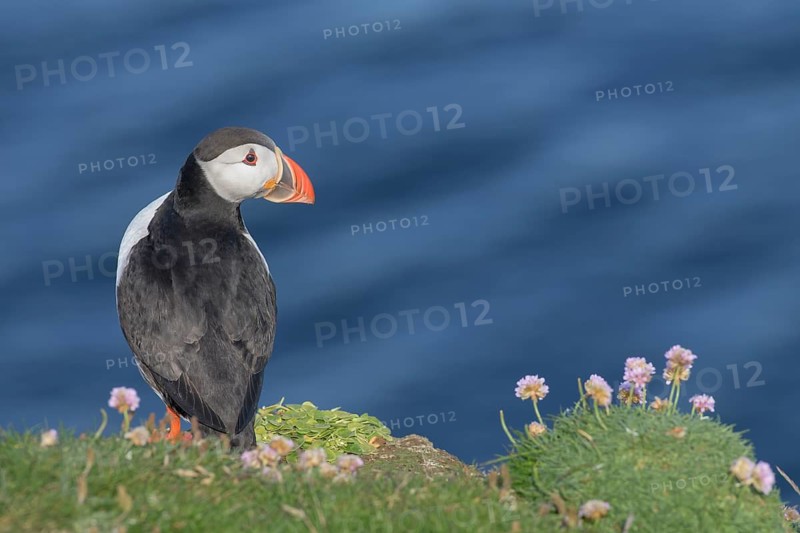 Atlantic Puffin (Fratercula arctica), Iceland