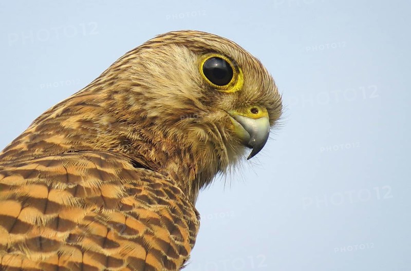 Common Kestrel (Falco tinnunculus) female, Maharashtra, India