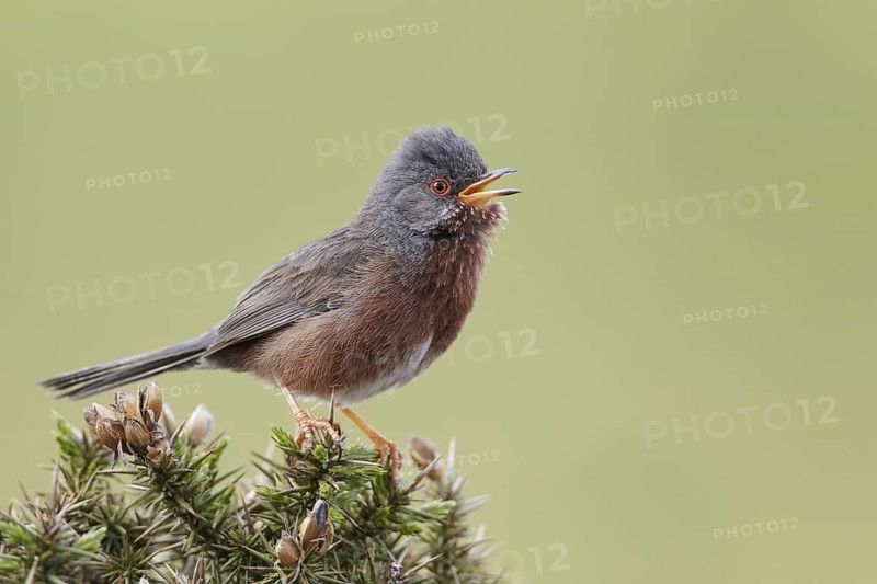 Dartford Warbler (Sylvia undata) male singing, Wales, United Kingdom