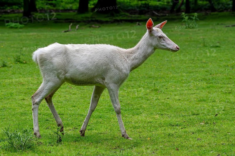 Leucistic red deer (Cervus elaphus) hind, female, white morph at forest edge in spring