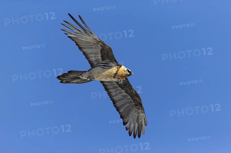 Bearded vulture, lammergeier, (Gypaetus barbatus), Gypaetus barbatus meridionalis, hawk family, vulture, animals, birds, flight photo, blue sky, Gemmi Pass, Valais, Switzerland
