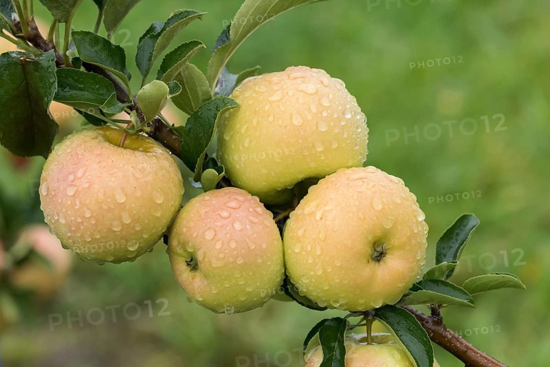 Apple (Malus domestica 'Shinano Gold' YELLO),  Germany